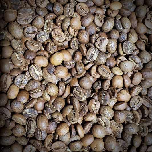 Blond Nightingale - Light Roast